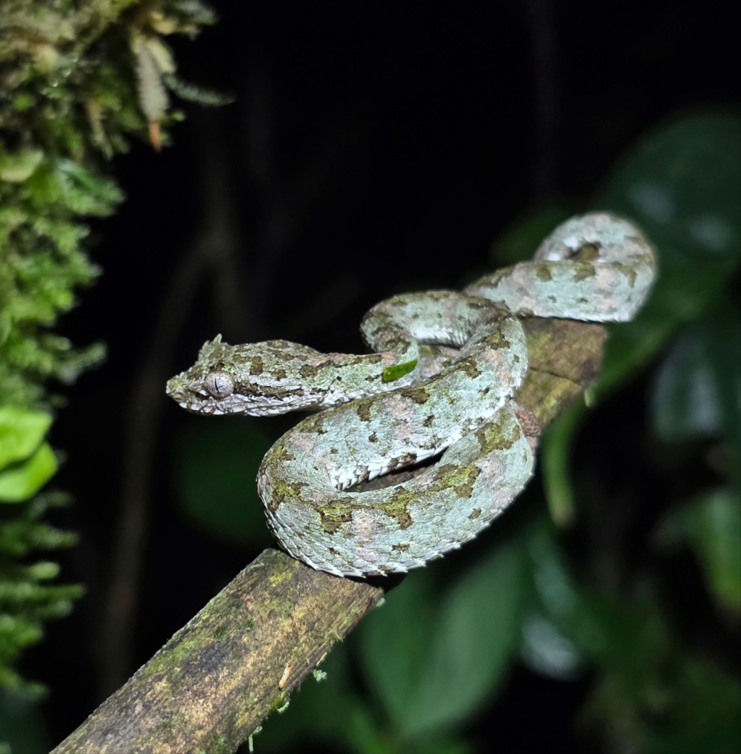 Eyelash Viper — Bothriechis nigroadspersus