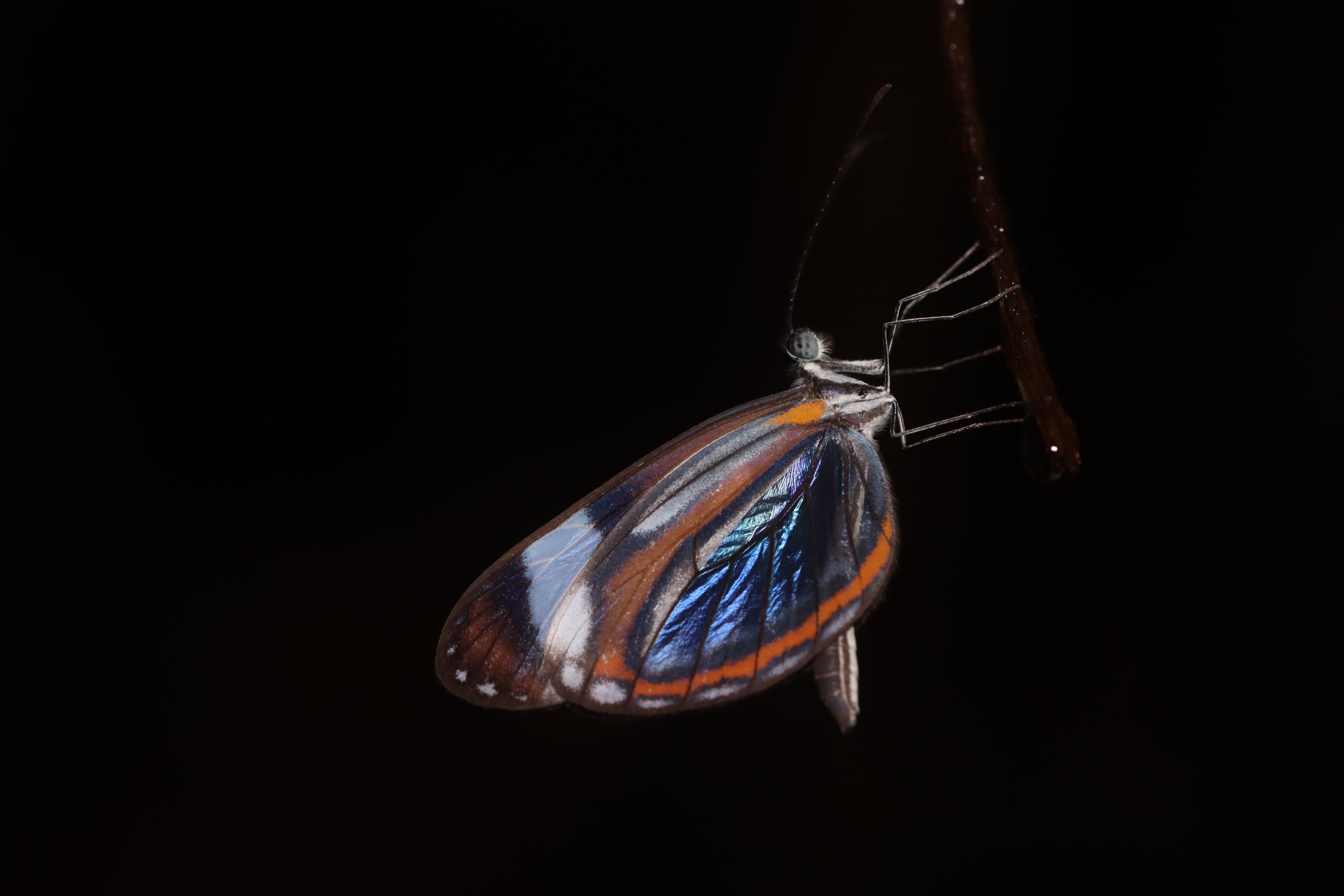 Glasswing Butterfly — Greta oto