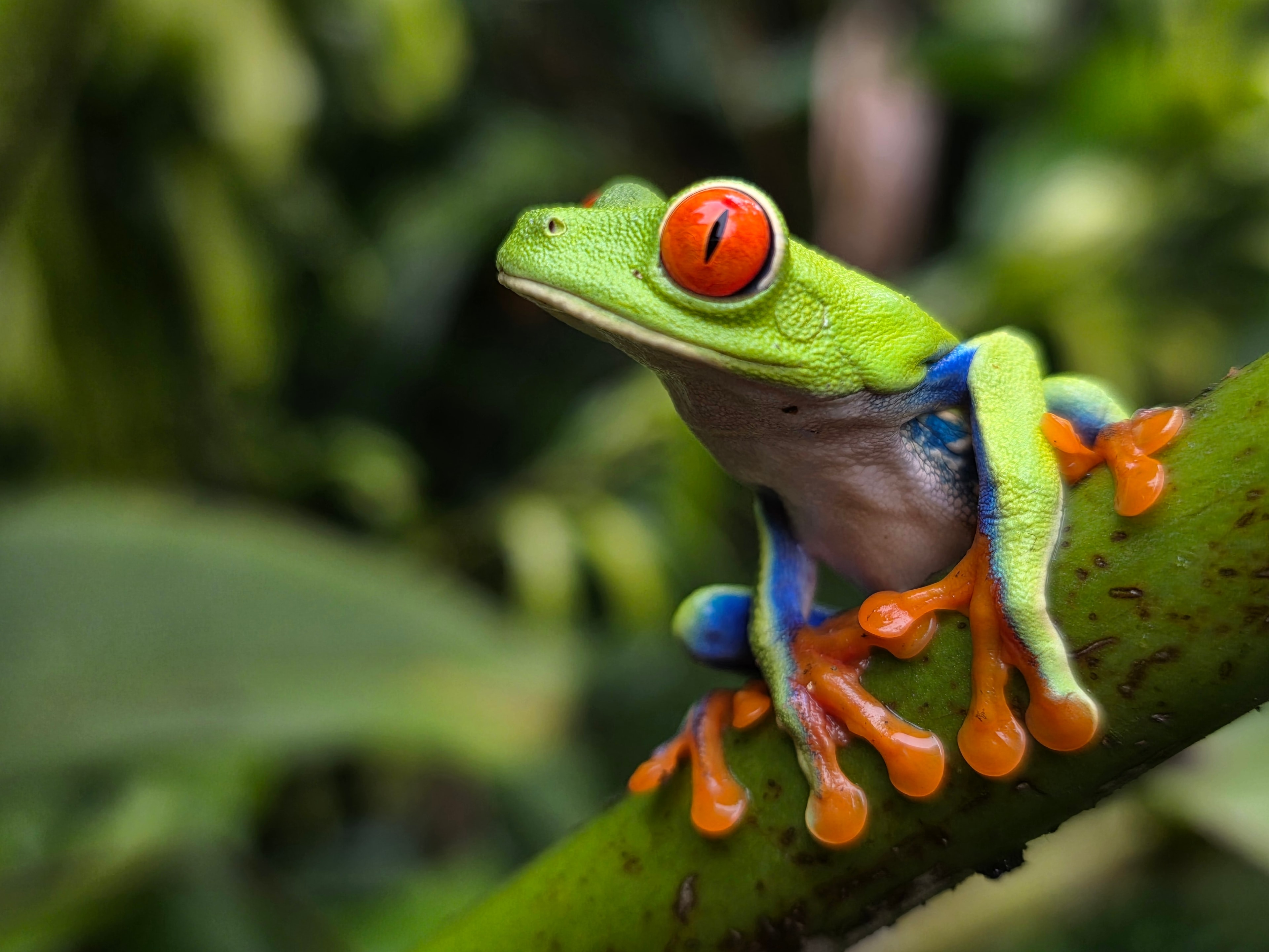 Red-Eyed Tree Frog — Agalychnis callidryas