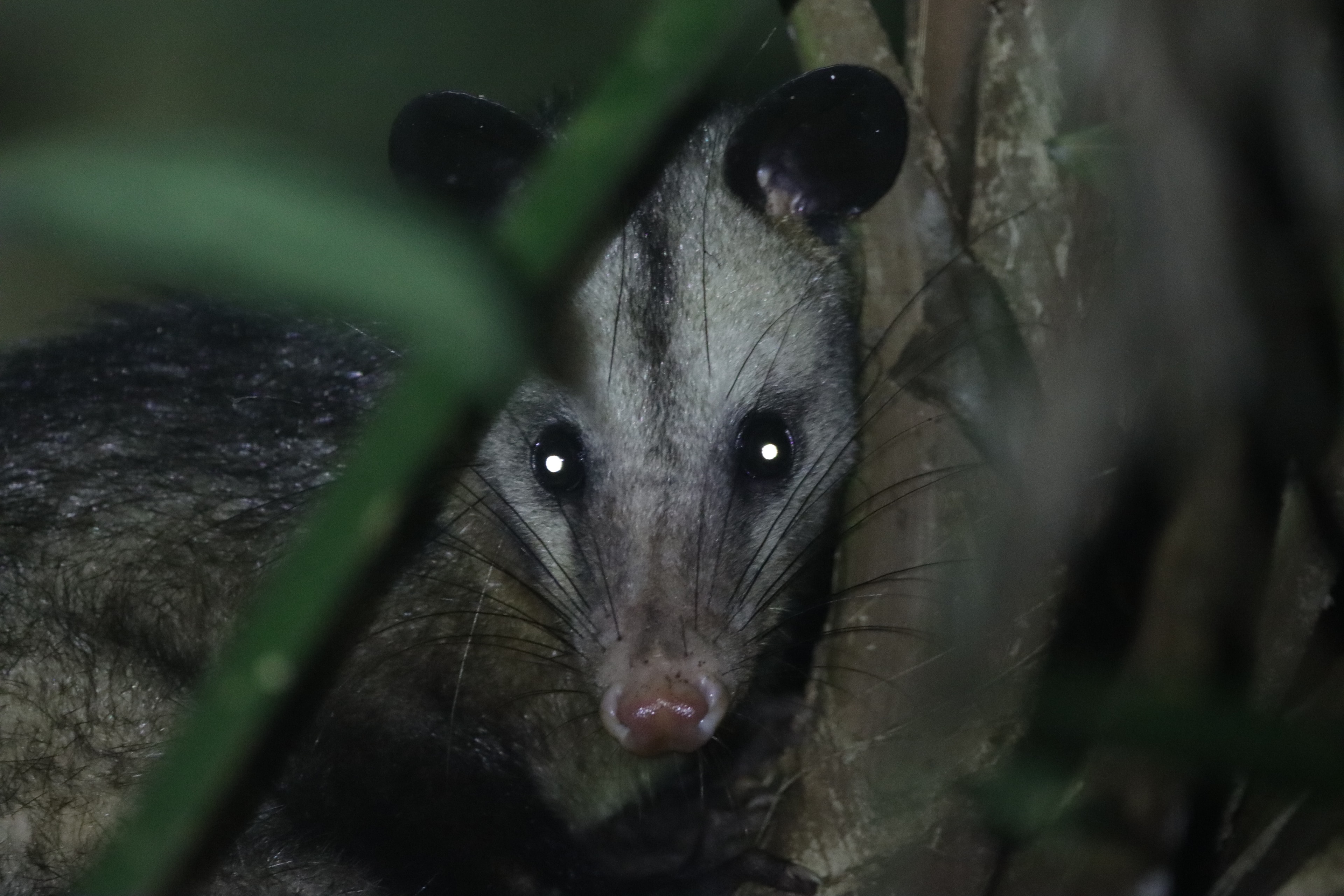 Common Opossum
