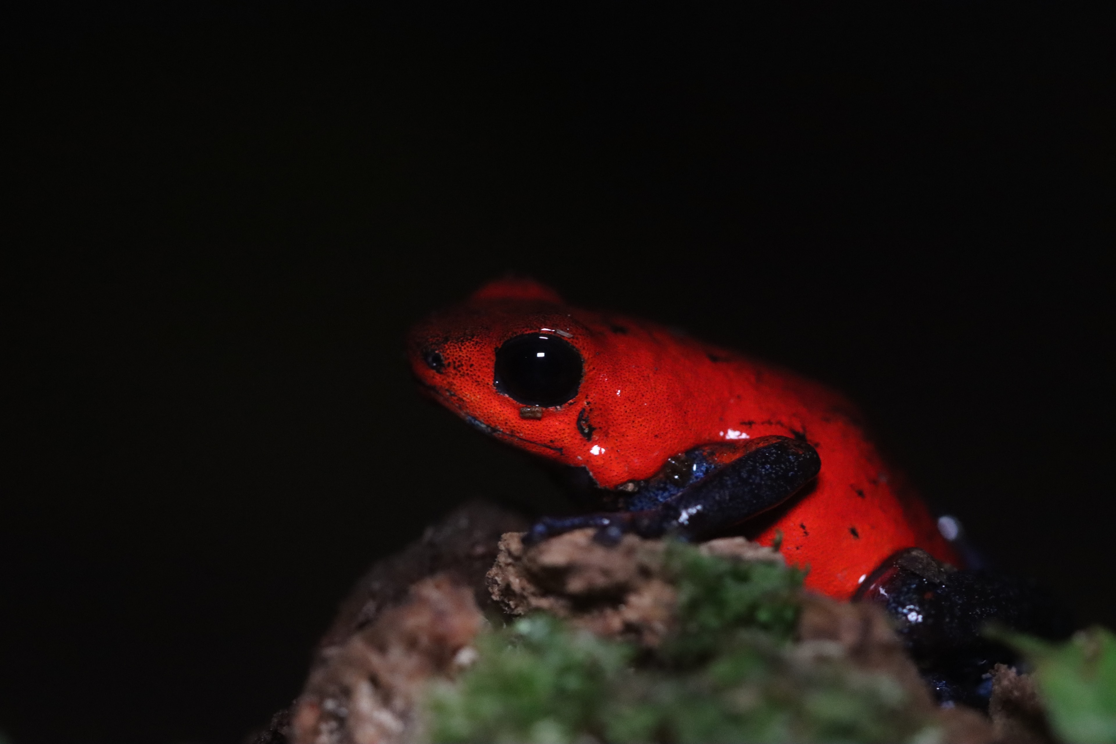 Strawberry Poison Dart Frog