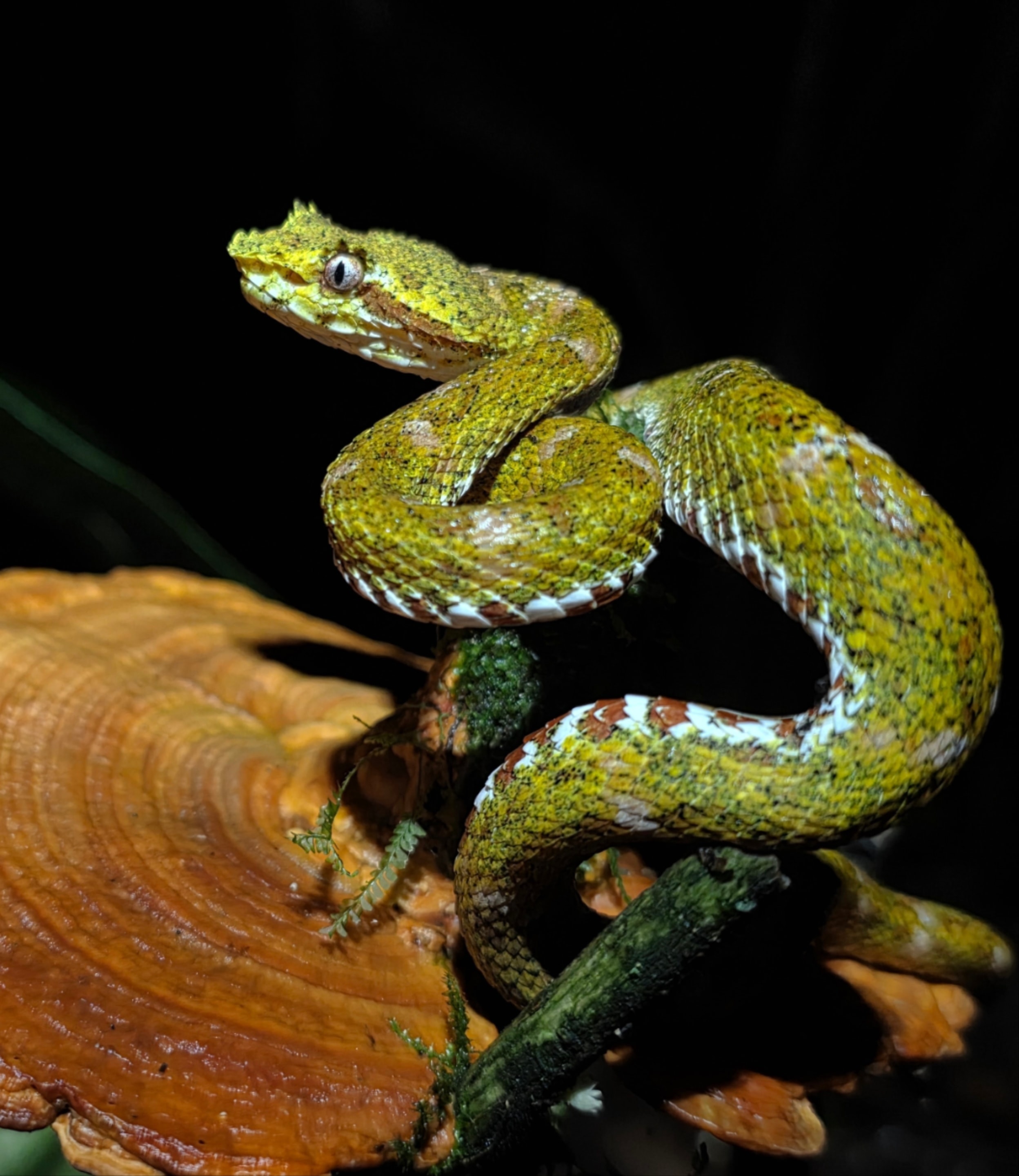 Eyelash Viper