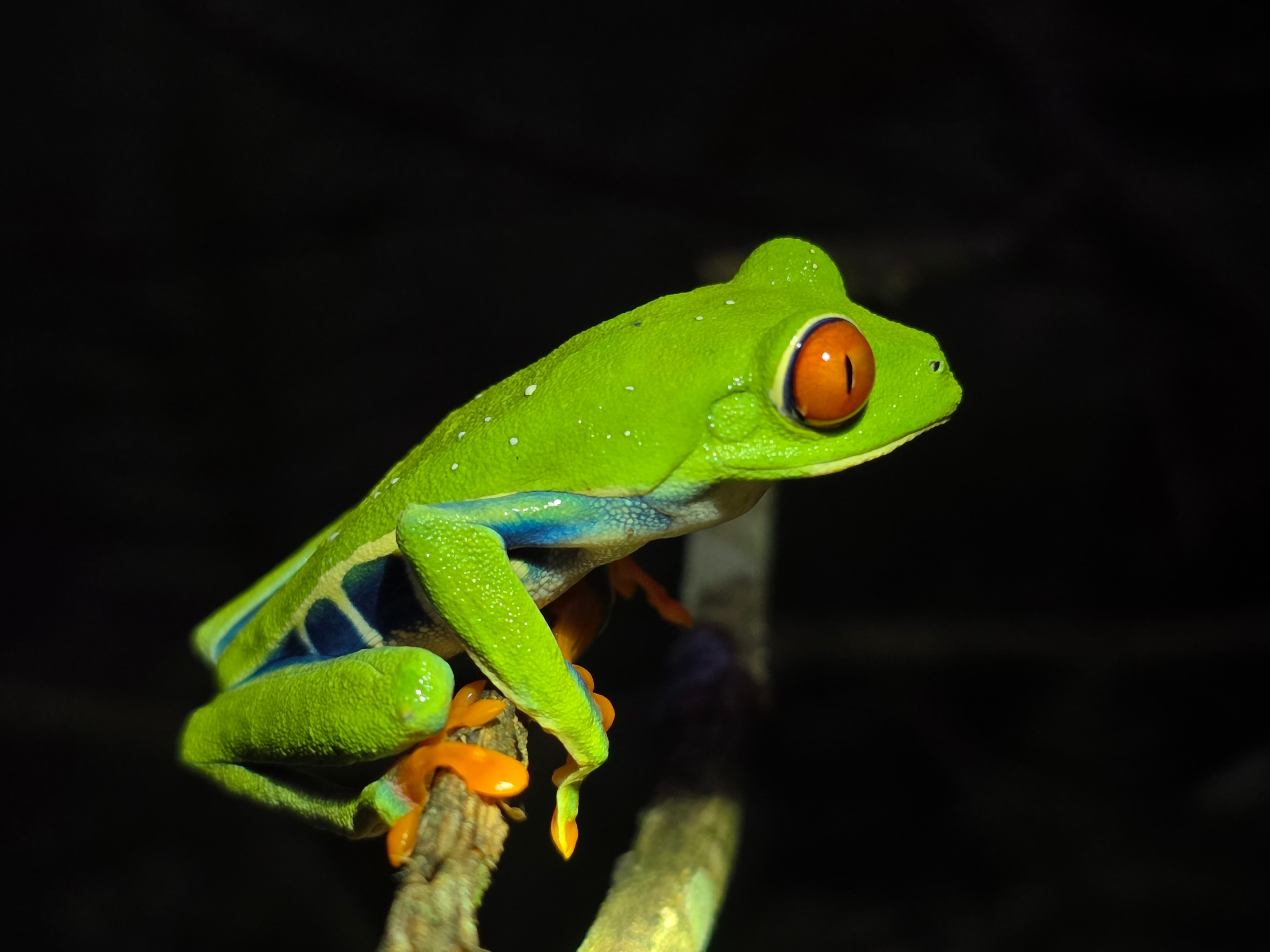 Red-Eyed Tree Frog